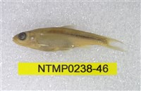 藏品(平頜鱲)的圖片